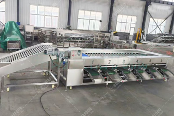 Sweet Potato Grading Machine Price