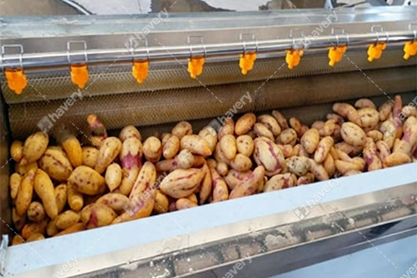 Sweet Potato Washing And Peeling Machine Price